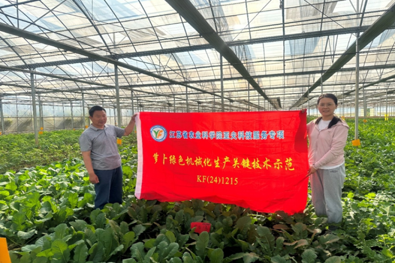江苏农科院蔬菜所瓜类蔬菜创新团队开展夏季萝卜生产技术指导