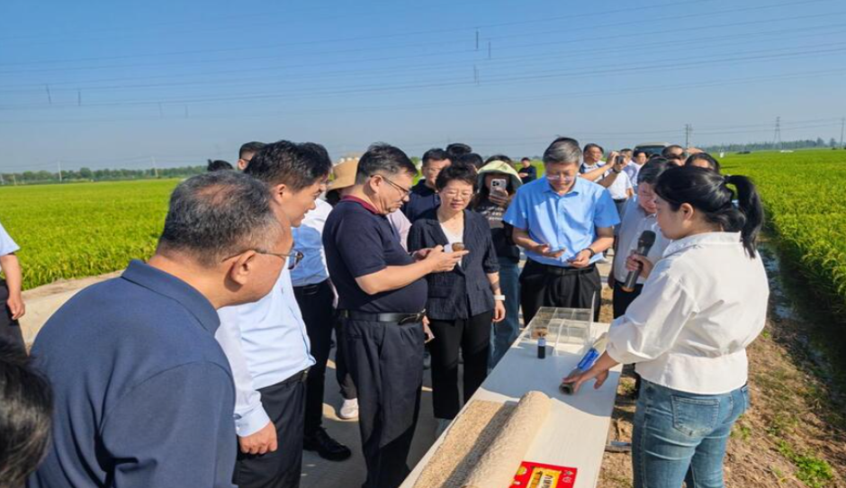 江苏省农科院多项成果亮相黄淮地区粮食生产技术集成创新高地2026年秋收作物科研成果现场观摩会