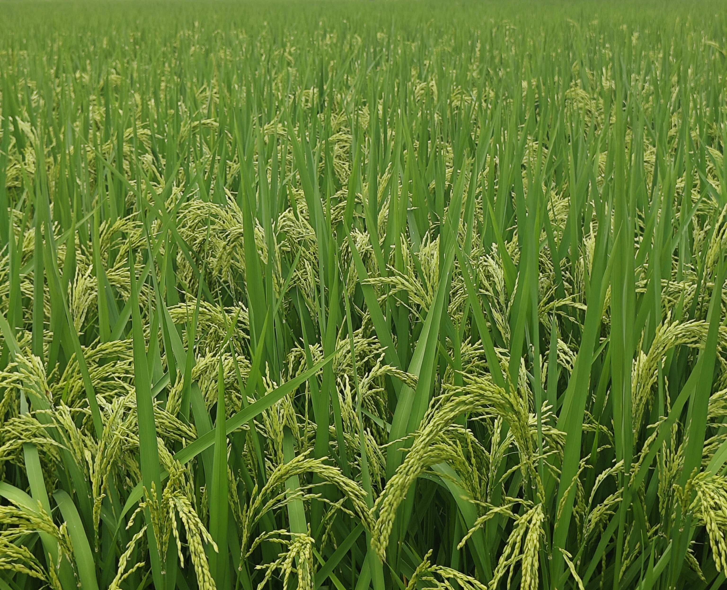 750万元财政资金！山西省2026年将建设30个农产品初加工机械化提质增效技术装备示范推广项目